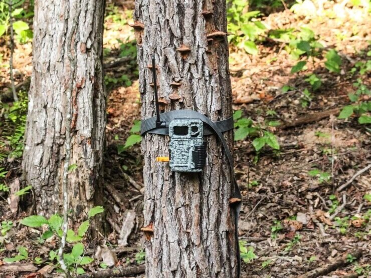 Browning Strike Force Pro X 1080 trail camera attached to a tree, active in daylight.
